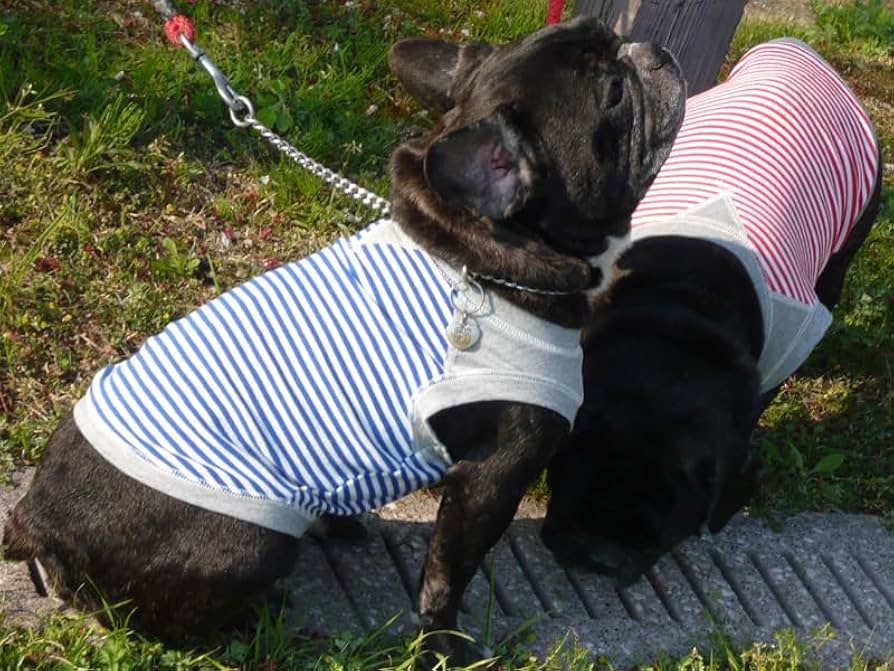 専用●犬服●ハンドメイド 胴57 NO.537 フレブル パグ 専用○犬服○ハンドメイド 胴57 NO.537 フレブル パグ